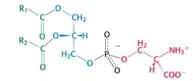 <p>which phospholipid is pictured ? </p>