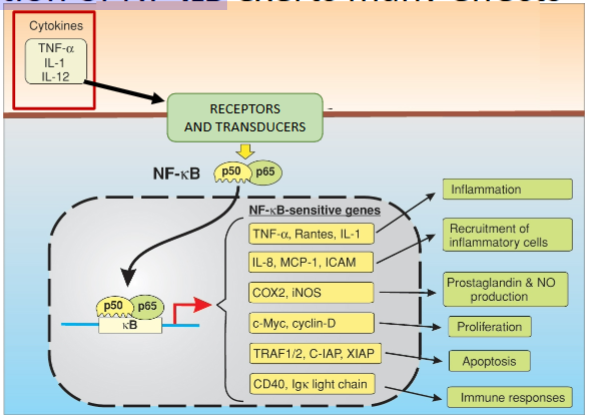 knowt flashcard image