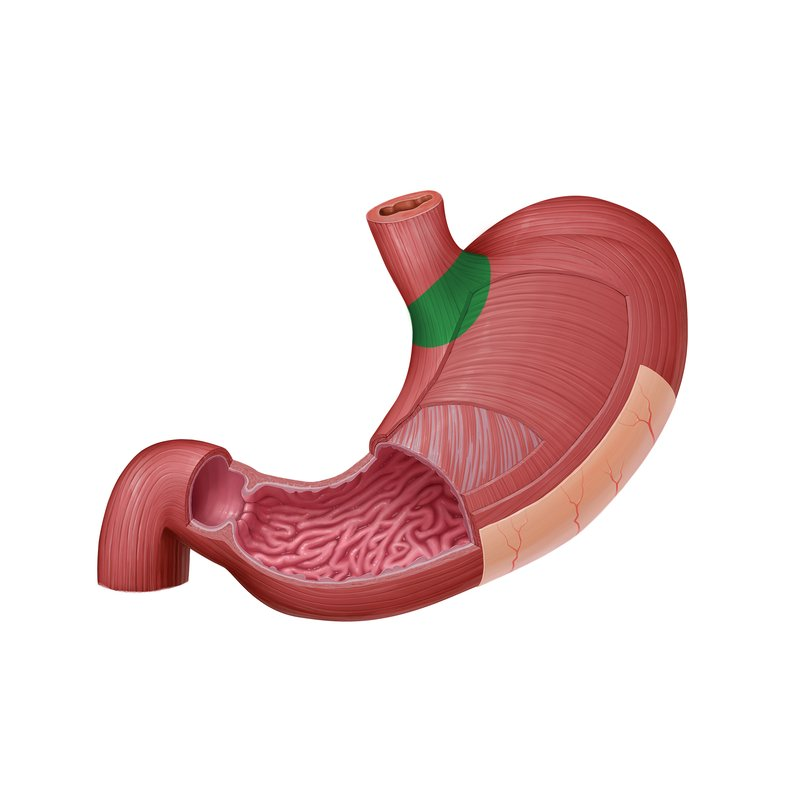 <p>The region of the stomach where the esophagus joins.</p>