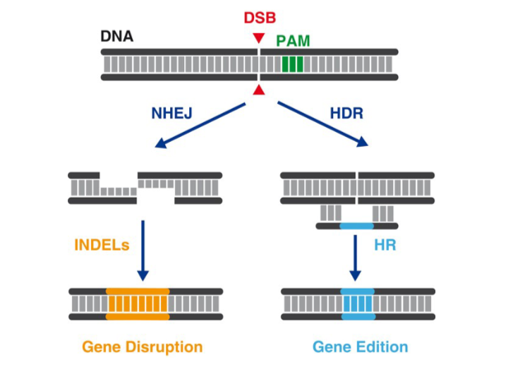 <p>NHEJ - Non-Homologous End Joining</p><p>HDR - Homology Directed Repair</p>