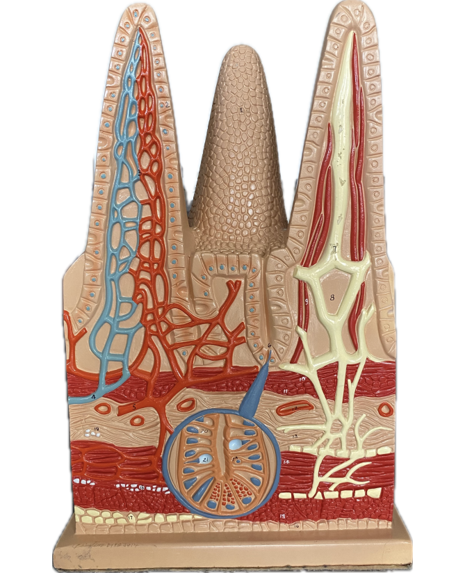 <p>Identify the Structure:</p>