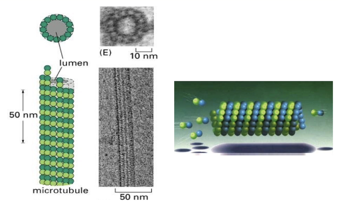 <ul><li><p>Microtubules = hollow tubes made of <strong>13 protofilaments</strong></p></li><li><p>Protofilaments arranged in a <strong>circular pattern</strong> → strong tube wall</p></li><li><p><strong>Basic unit</strong> = α/β-tubulin <strong>dimers</strong></p></li><li><p>Protofilaments are <strong>staggered</strong> → dimers appear to <strong>spiral like a spring</strong></p></li><li><p>Structure visible via <strong>electron microscopy</strong></p></li></ul><p></p>