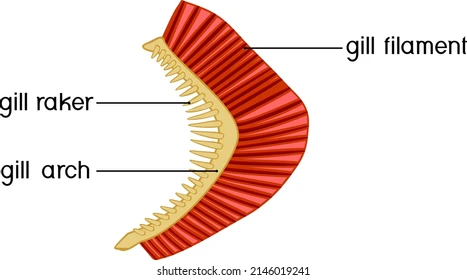 <p>anguilliformes traits</p>