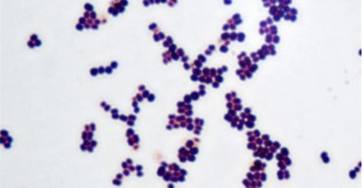 Micrococcus luteus (gram stain) 