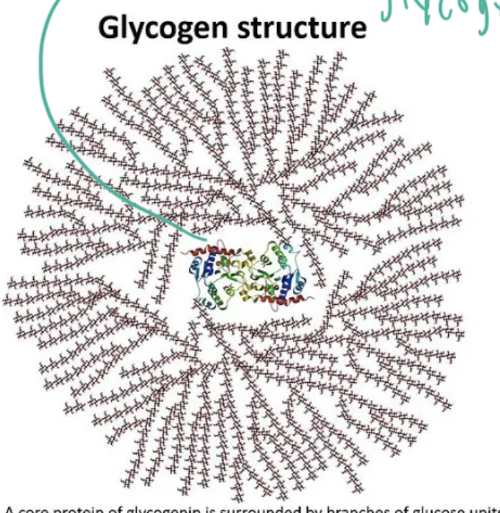 <p>a glycogenin protein</p>