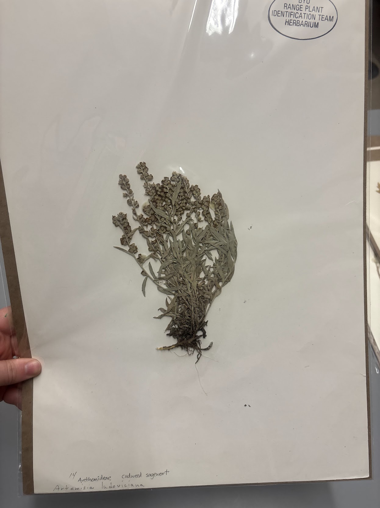 <p>Anthemideae - Artemesia ludoviciana- cudweed sagewort </p>
