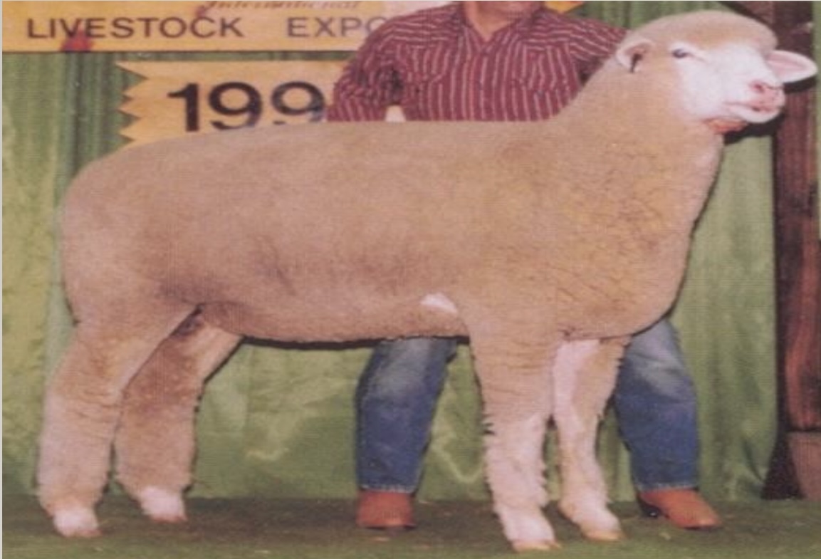 <p>Crossbred wool</p>