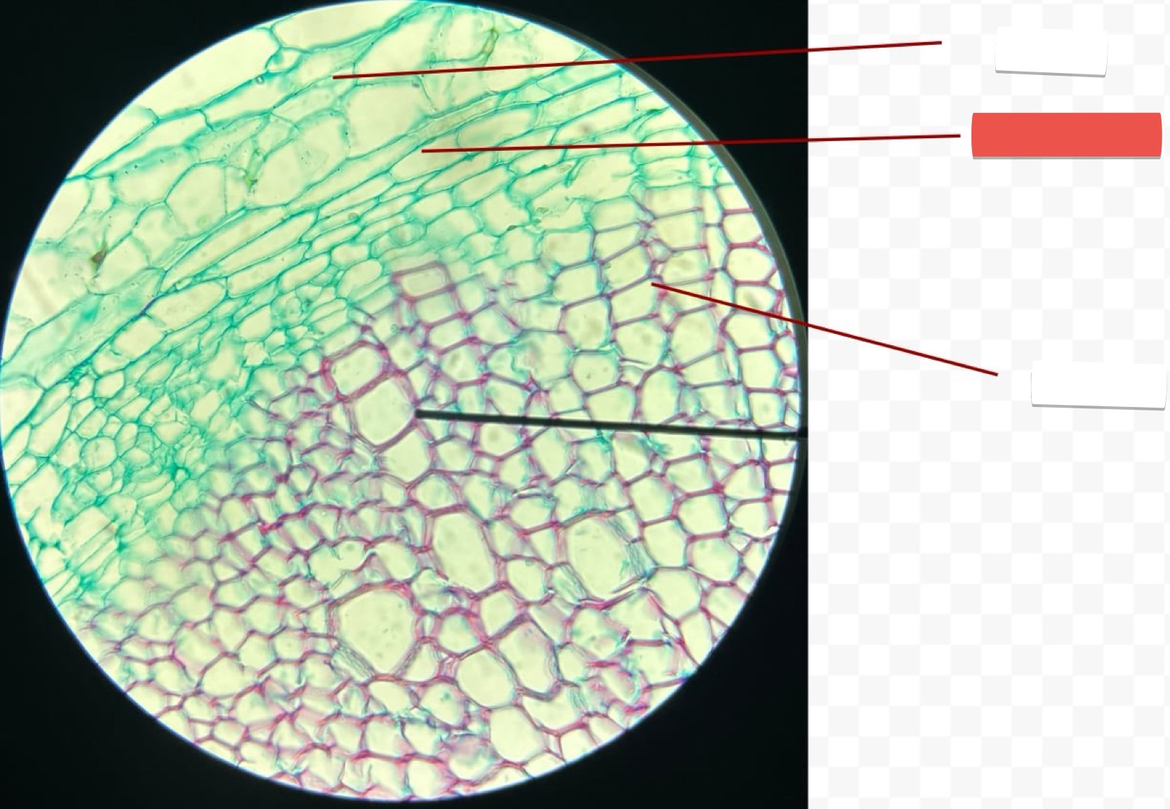<p>identify the part in red</p>