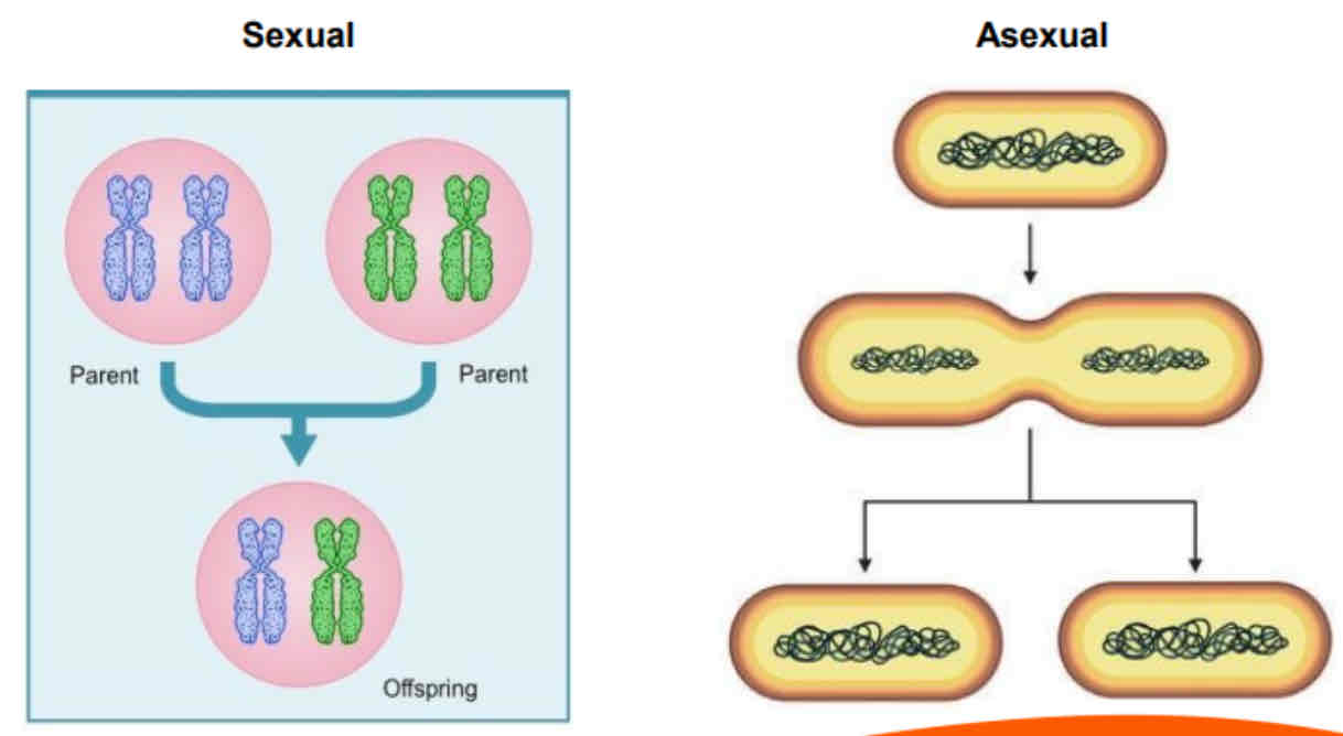 <p>los genes de los padres se combinan para formar el material genético de los hijos.</p>