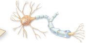 <p>What are some irregular shaped cells?</p>