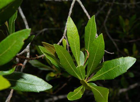 Family: Myricaceae

SN: Myrica cerifera