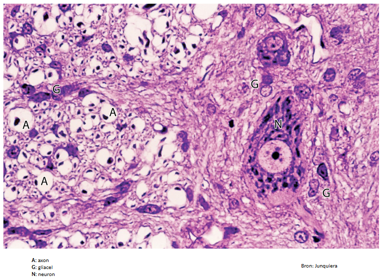 <ul><li><p>in CZS:</p><ul><li><p>witte stof: uit vezels &amp; gliacellen</p><ul><li><p>myeline = witte gaten → want vet uitgewassen</p></li></ul></li><li><p>grijze stof: uit vezels, gliacellen &amp; perikarya</p></li></ul></li></ul><p></p>