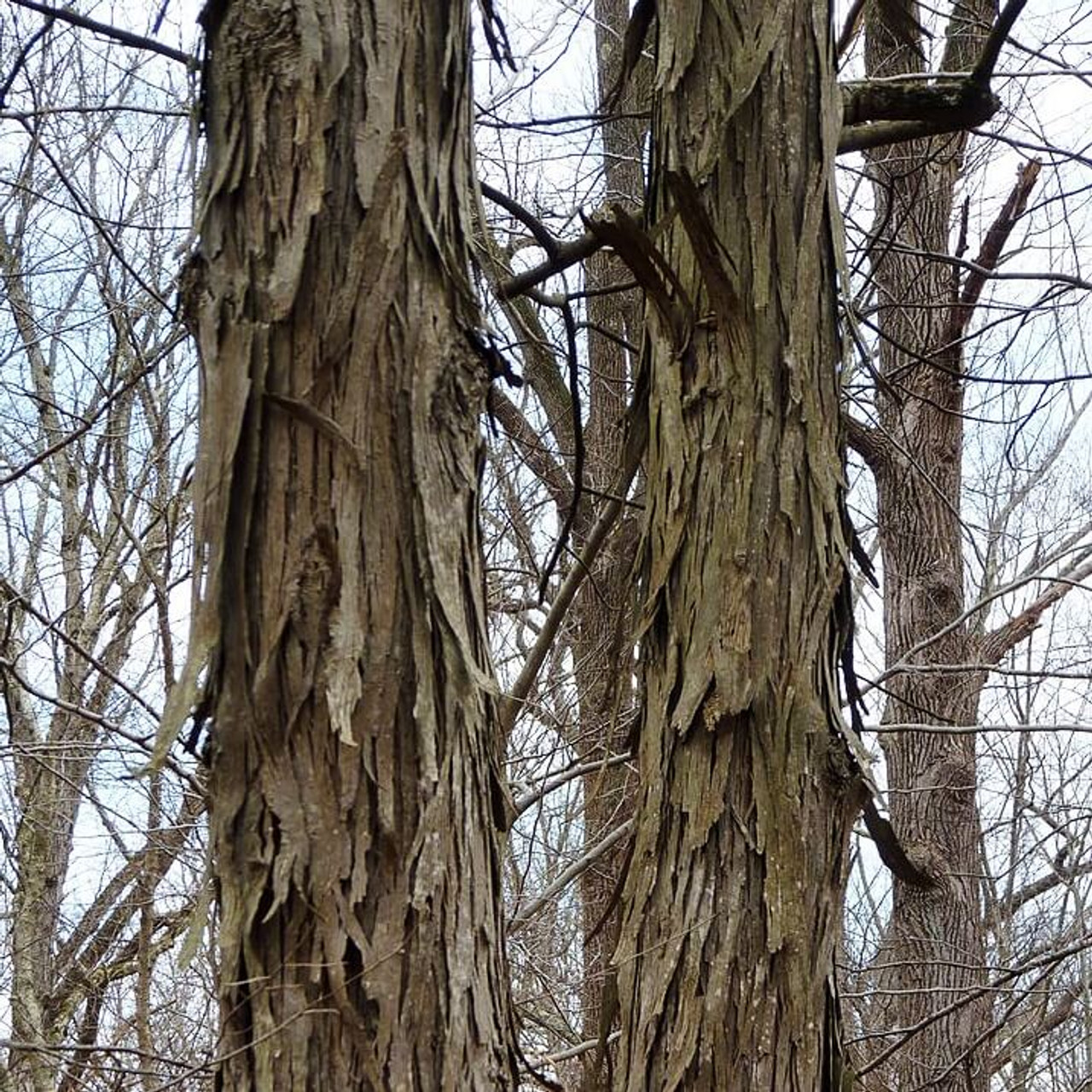 <p>shagbark hickory, Carya ovata, Juglandaceae </p>