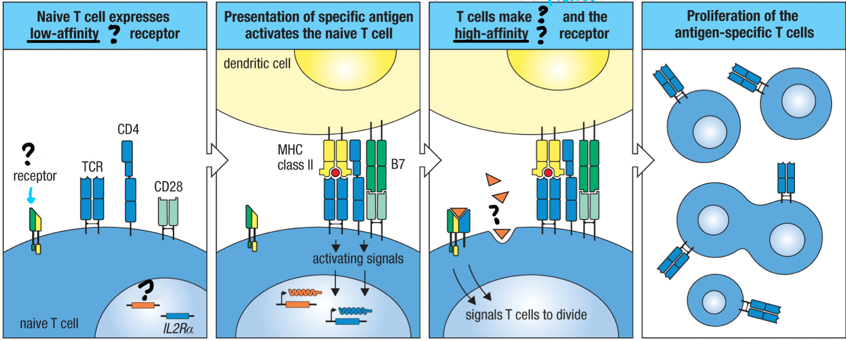 <p>cytokine that acts on the activated T cell in an autocrine fashion; produced by activated T cells and is essential for the proliferation of activated T cells</p>
