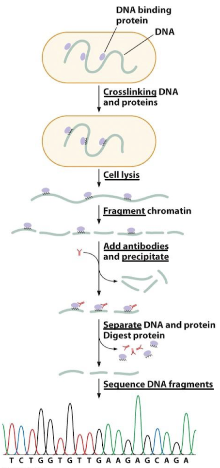 <p>ChIP is used to identify DNA-binding sites of a specific protein and the locations of modified histone proteins.</p>