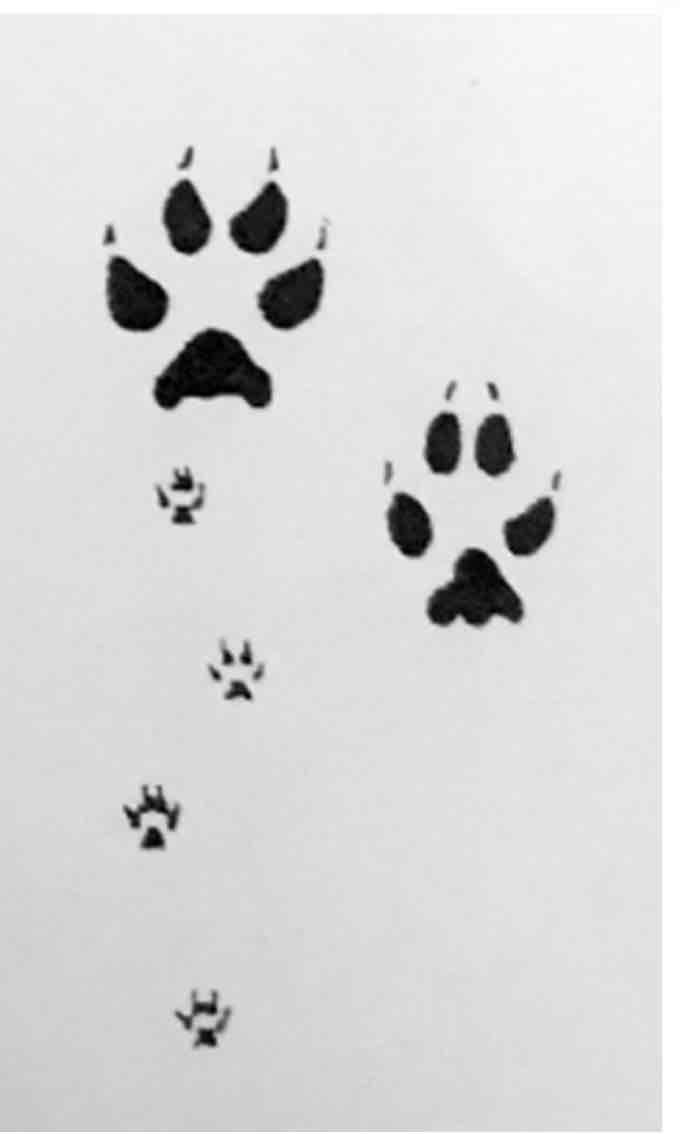 <p>What footprint is this?</p>