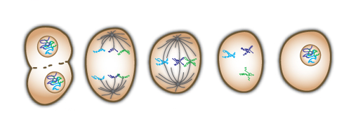 Cell division used for growth and repair. The cell divides to form two genetically identical cells.