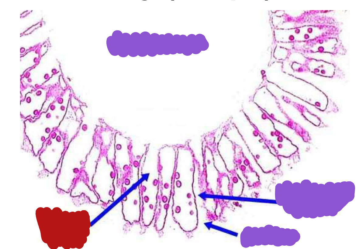 <p>Identify the red structure</p>