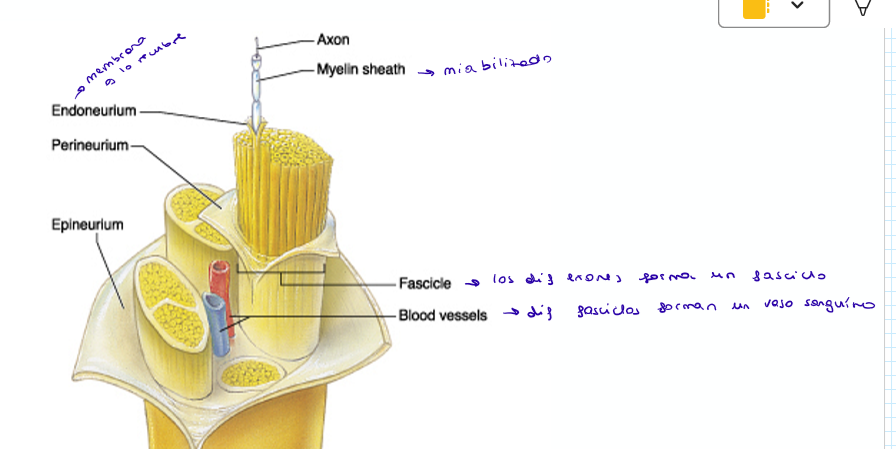 <p>Un nervio es una serie de axones</p><p>Los axones miabilizados están recubiertos por una membrana llamada <em>endoneturium</em>. Los diferentes axones forman un fascículo, recubierto por <em>perineurium</em>. Los diferentes fascículos forman un vaso sanguíneo, y el conjunto está envuelto por <em>epinerium</em>.</p>