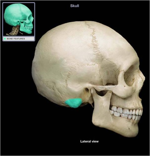 <p>large process posterior and inferior to external acoustic meatus</p>