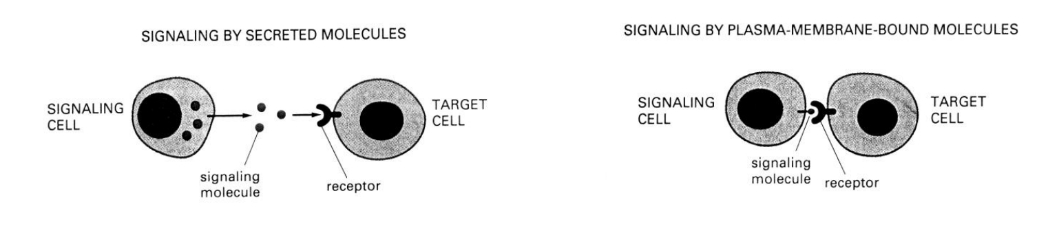<ol><li><p>release diffusible signal molecule</p></li><li><p>through cell surface interactions (e.g surface bound signalling molecule)</p></li></ol><p></p>