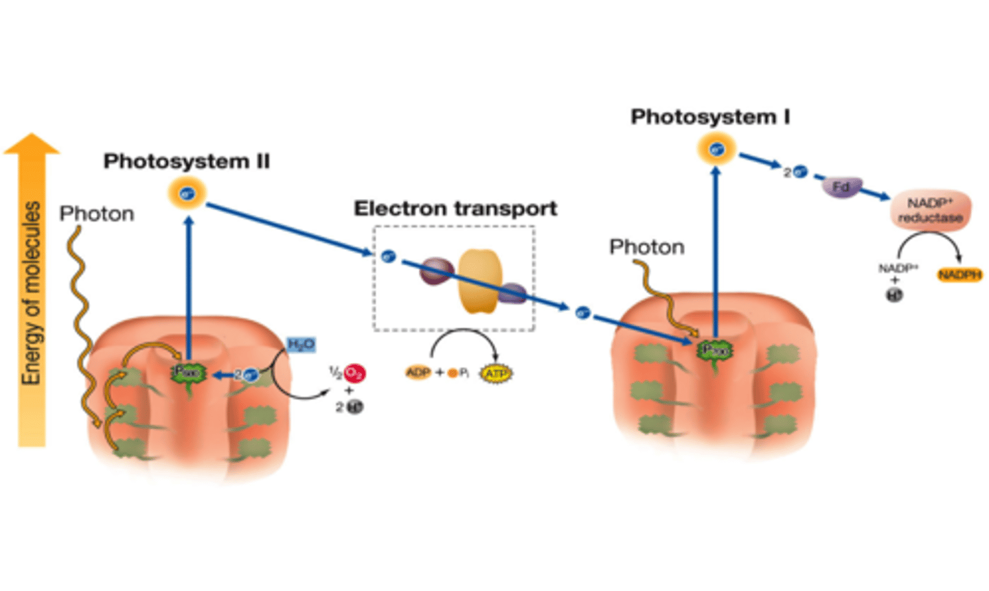<p>In photosynthesis, the flow of electrons that forms ATP, NADPH, and O2.</p>