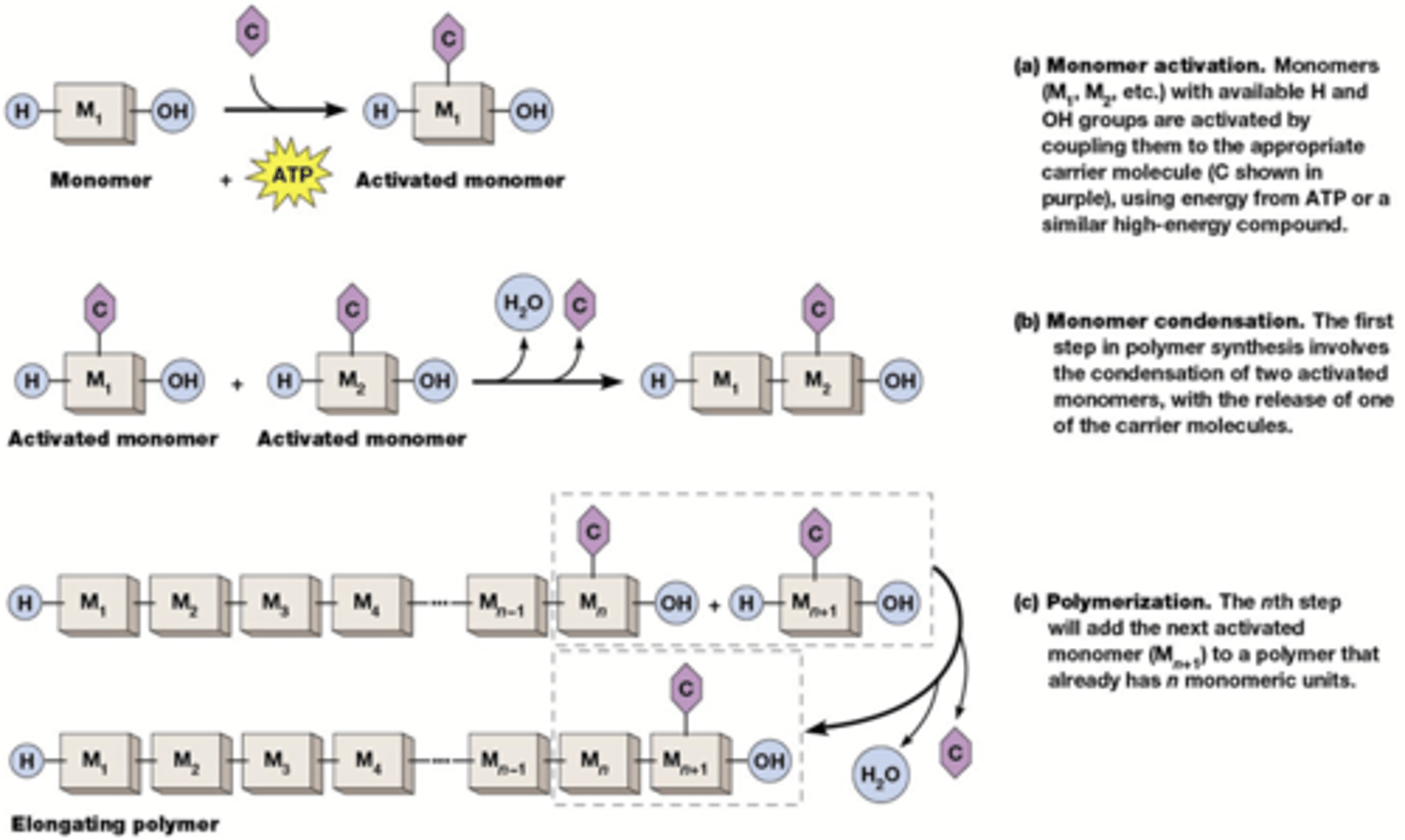 <p>De monomeren worden geactiveerd om condensatie mogelijk te maken. Activatie vereist een koppeling aan een carrier (tRNAs voor eiwitsynthese, ADP of UDP voor suikers, (d)NTP''s (ATP GTP CTP UTP TTP) voor nucleïnezuren).</p><p>Condensatie met eliminatie van een molecule water (condensatiereactie). De energie voor koppeling is uiteindelijk afkomstig van ATP of een andere energierijke verbinding.</p><p>Macromoleculen hebben een directionaliteit: de chemie aan beide uiteinden is verschillend.</p>