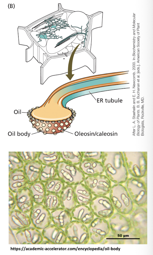 <p><strong>Lipid-storage organelles in plants that accumulate oils </strong>(triacylglycerols) <strong>during seed development.</strong></p><ul><li><p>Surrounded by a half-unit membrane composed of a <strong>phospholipid monolayer derived from the ER</strong></p></li><li><p><strong>Stabilised by proteins called oleosins, which prevent coalescence and maintain the integrity of the oil bodies. </strong></p></li></ul><p></p>