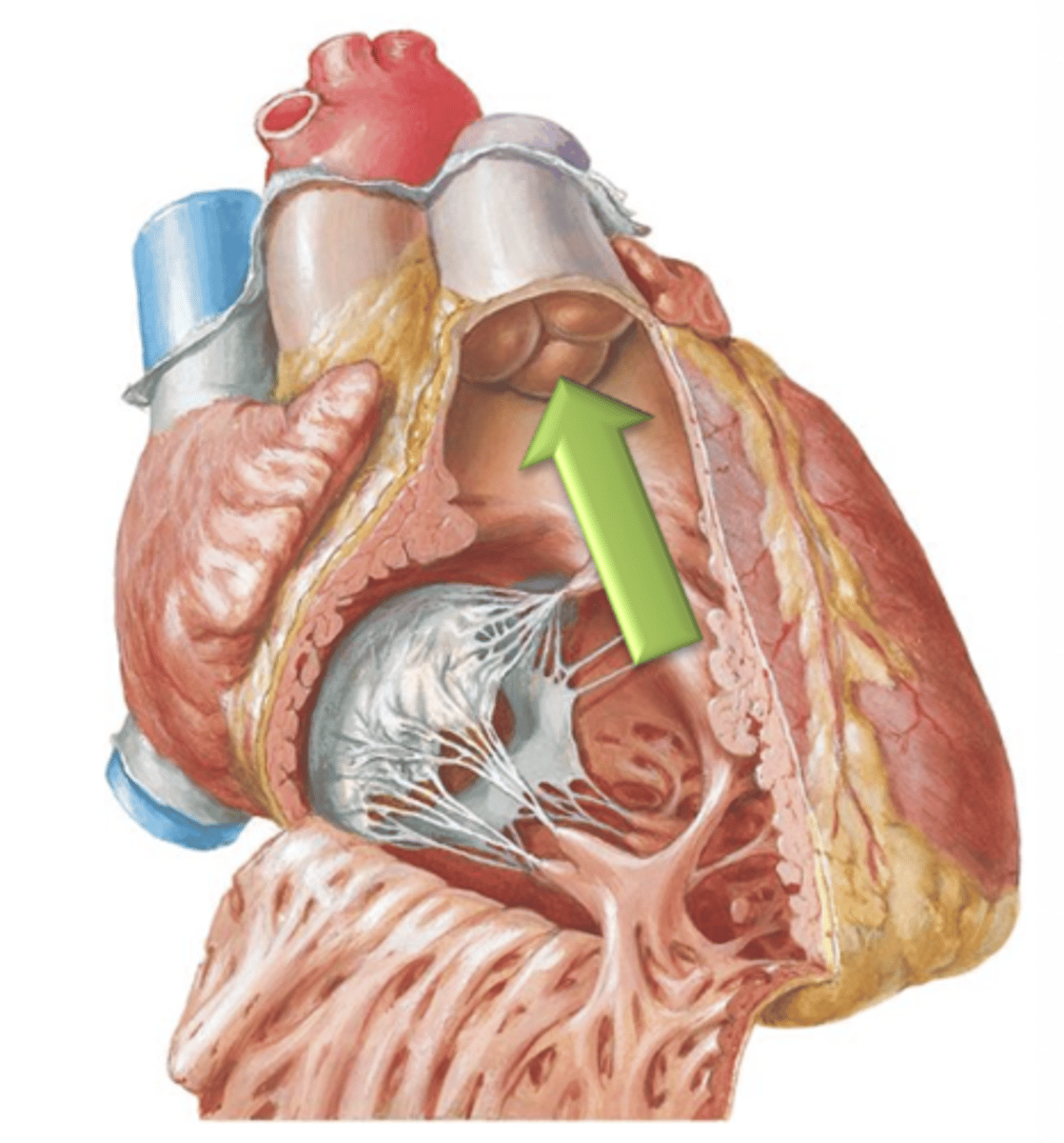 <p>Blood will leave the right ventricle and enter the pulmonary trunk by passing through the ___ ___ Valve. </p>