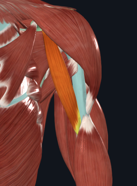 <p>What muscle is this</p>