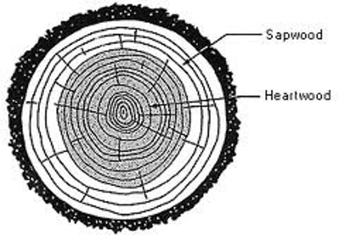 <p>layer of secondary phloem that surrounds the heartwood; usually active in fluid transport</p><p>- usually lighter in color</p>