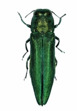 <p>Identify </p>