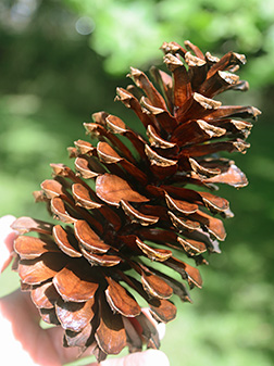 term image