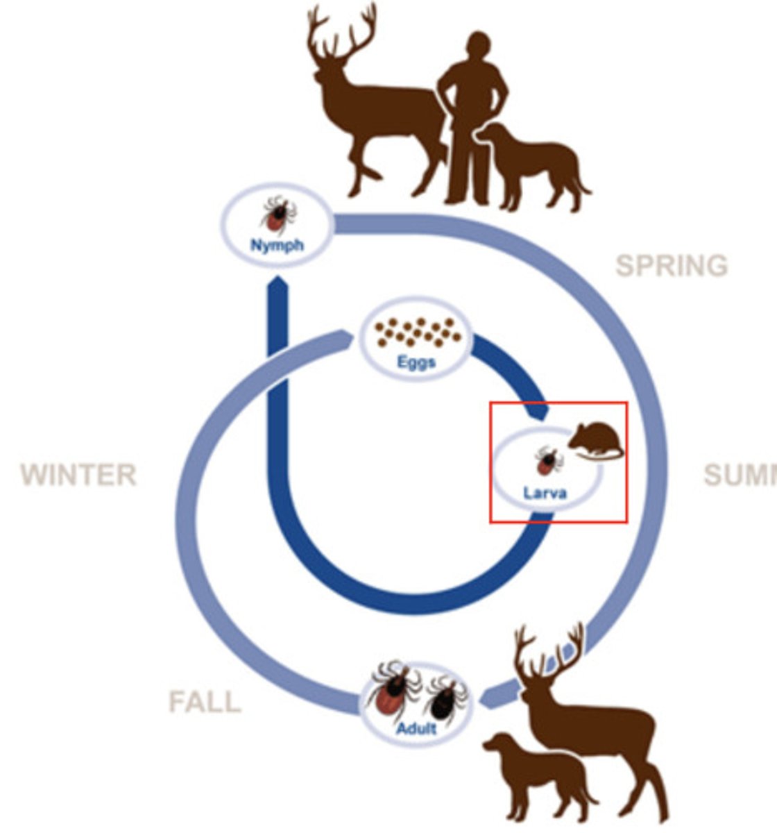 <p>major arthropod disease caused by a bacterial spirochete Borrelia Burgdorferi</p><p>----------------</p><p>FEATURES:</p><p>- lives in the bloodstream of vertebrates, from birds to mice to deer and humans</p><p>- is transmited through the vector called "black-legged tick" </p>