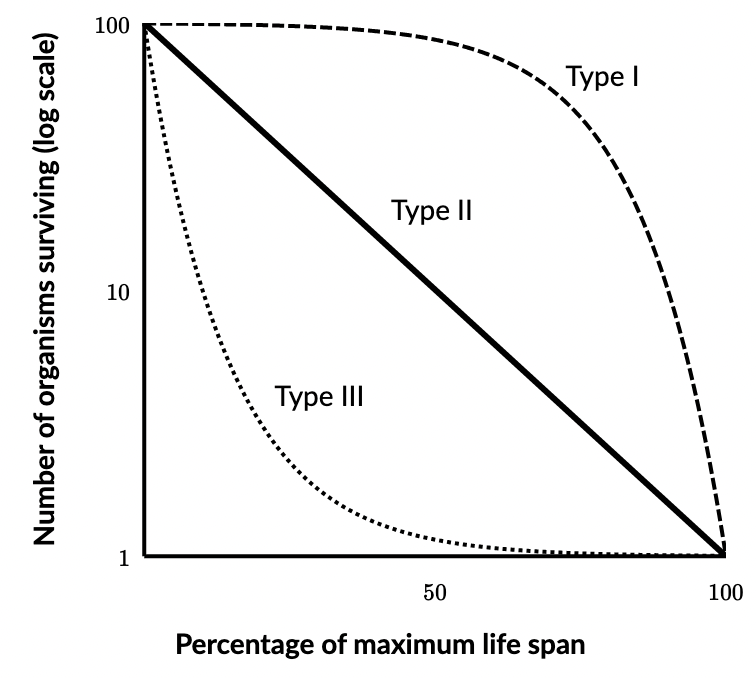 <ul><li><p>constant proportion of individuals dying at each age interval</p></li><li><p>few offspring</p></li><li><p>lots of parental care</p></li><li><p><strong>K-selected species</strong></p></li></ul>