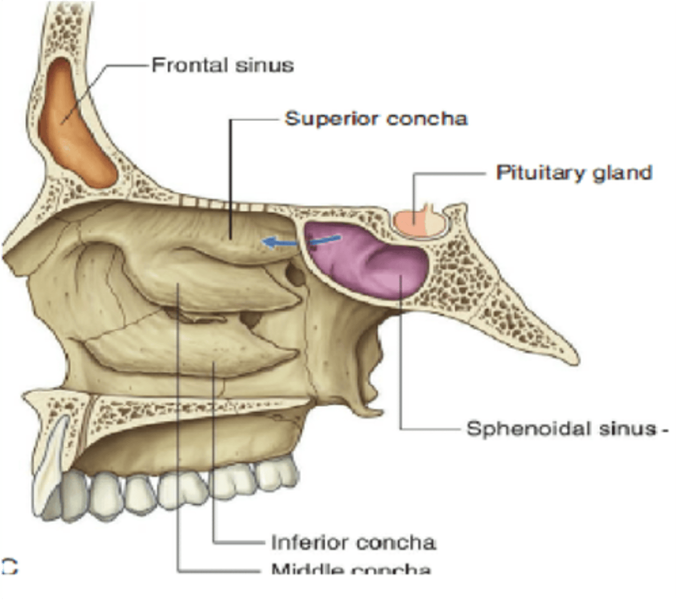 <p>Sphenoid sinus</p>