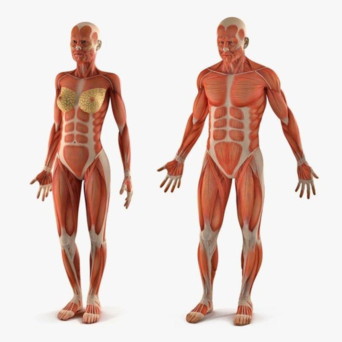 <p>the organ system that enables movement of the body</p>