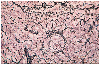 <p>name of histologic slide:</p><p>Specie:</p><p>Stain used:</p>
