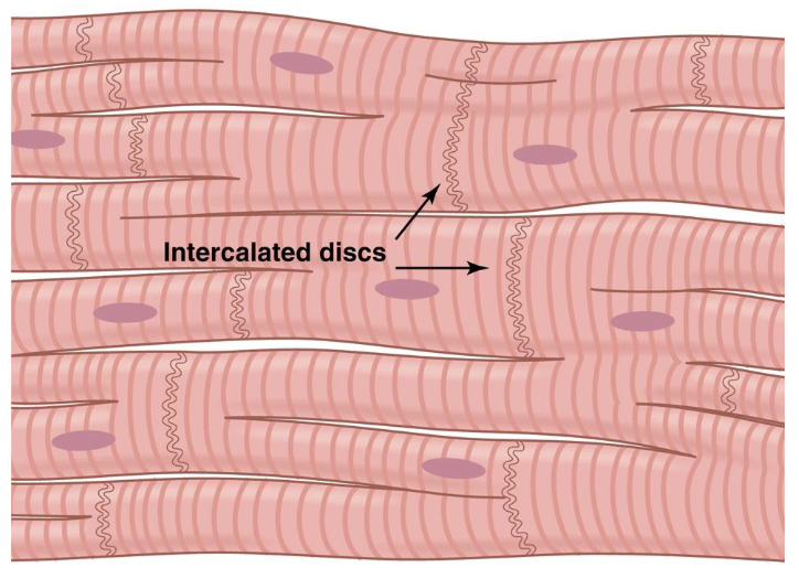 <ul><li><p>striated&nbsp;</p></li><li><p>mostly mononucleated</p></li><li><p>branched ends</p></li></ul><p></p>