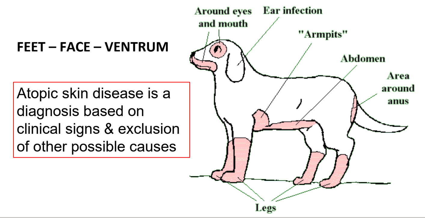 <p>feet, face, ventrum</p>