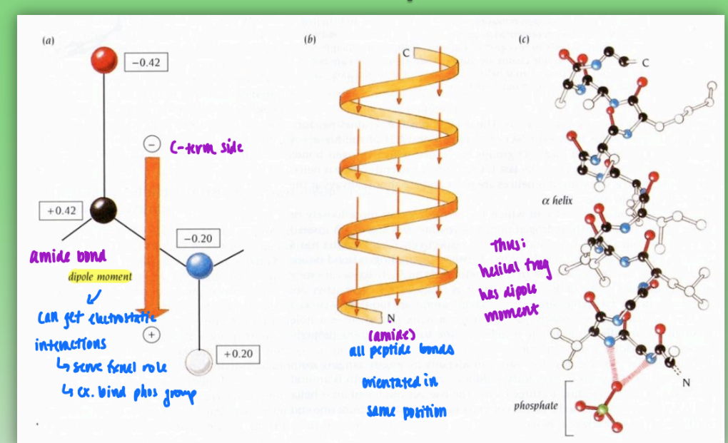 <ul><li><p>fractional charges between neg c-term and pos n-term</p></li><li><p>all peptide bonds orientated in same positions = dipole moment in helix</p></li><li><p>can get electrostatic interactions</p><ul><li><p>lead to fxnal role</p></li><li><p>ex. phosphate group binding</p></li></ul></li></ul><p></p>