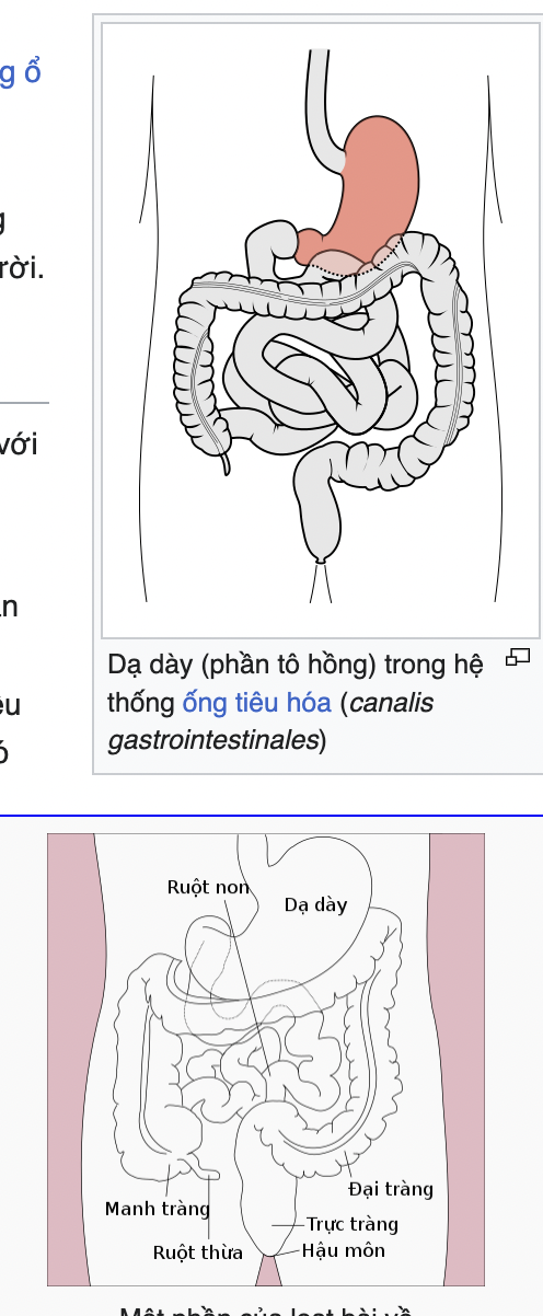 <p>Stomach (gastr-)</p>