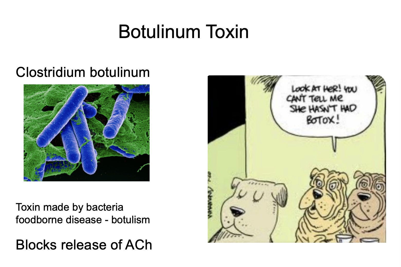 <p><span style="background-color: transparent;"><strong><span>Botulinum Toxin (Botox):</span></strong><span> Produced by </span><em><span>Clostridium botulinum</span></em><span>, it blocks the release of ACh from the nerve terminal, preventing contraction entirely.</span></span></p><p></p>