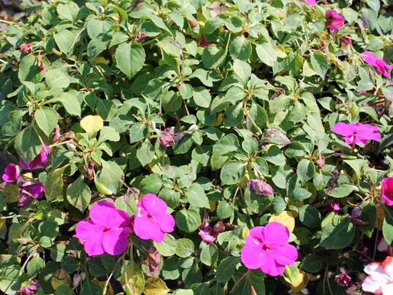 <p><span>ovate to elliptical, crenate margins. Small stalked glands rising up</span><br><span>from the leaf surface, flowers die at first frost</span></p>