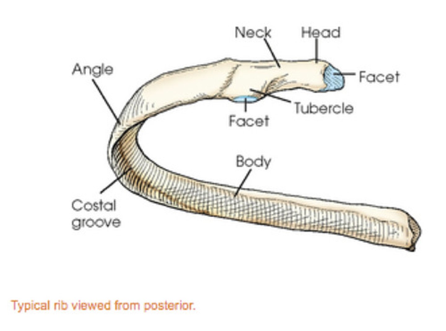 <p>tubercle</p>