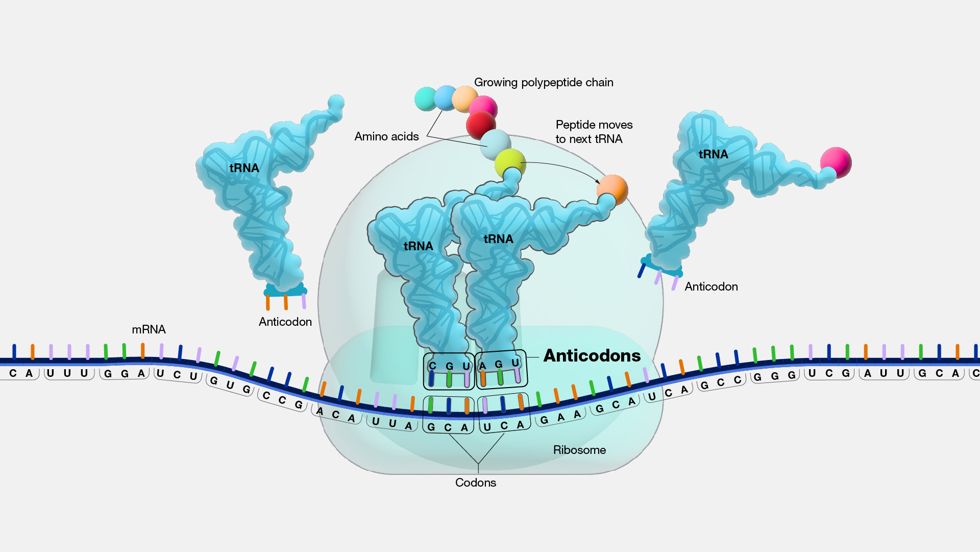 <ul><li><p>a trinucleotide</p></li><li><p>at the end of a tRNA</p></li><li><p>corresponds with a codon in the mRNA</p></li></ul>