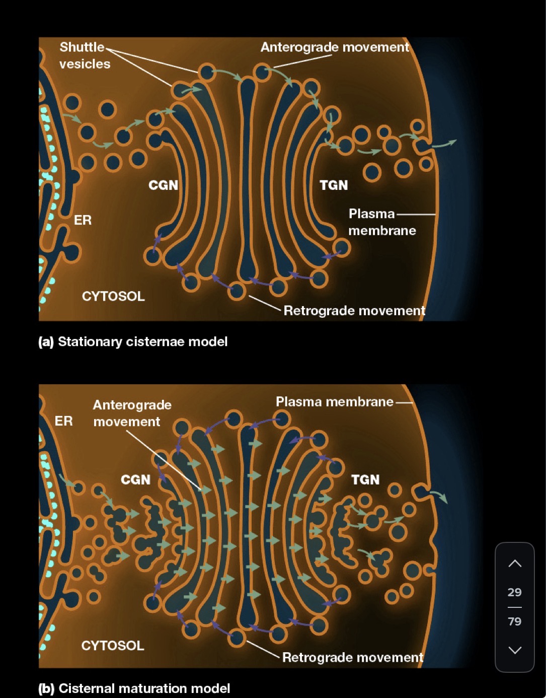 knowt flashcard image