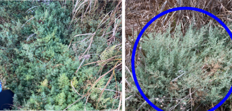 <ul><li><p>Transition zone</p></li><li><p>pointy, tree like leaves on the shrub</p></li><li><p>pinkish flowers with 5 petals</p></li><li><p>likes alkaline and saline soils</p></li></ul><p></p>