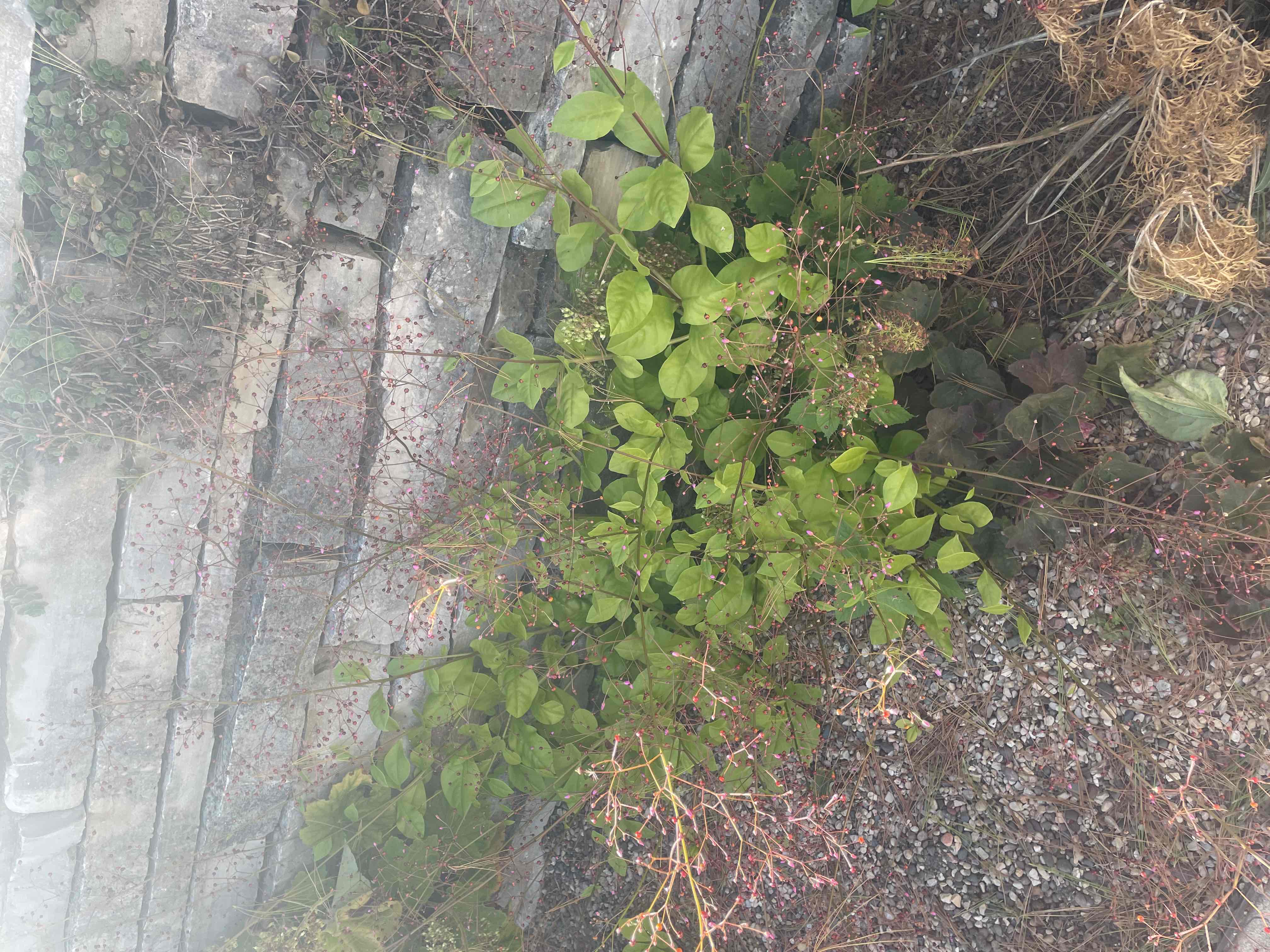 <p>Talinum paniculatum ‘Limon’</p>