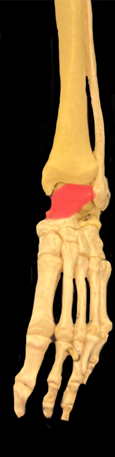 What bone is highlighted in red?